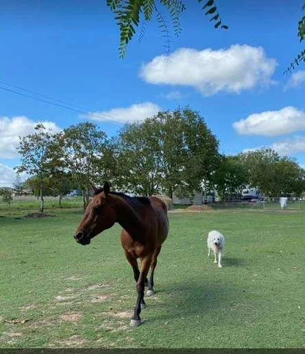 Additional image 29 of 307 Silverleaves Road, Mount Beppo QLD 4313