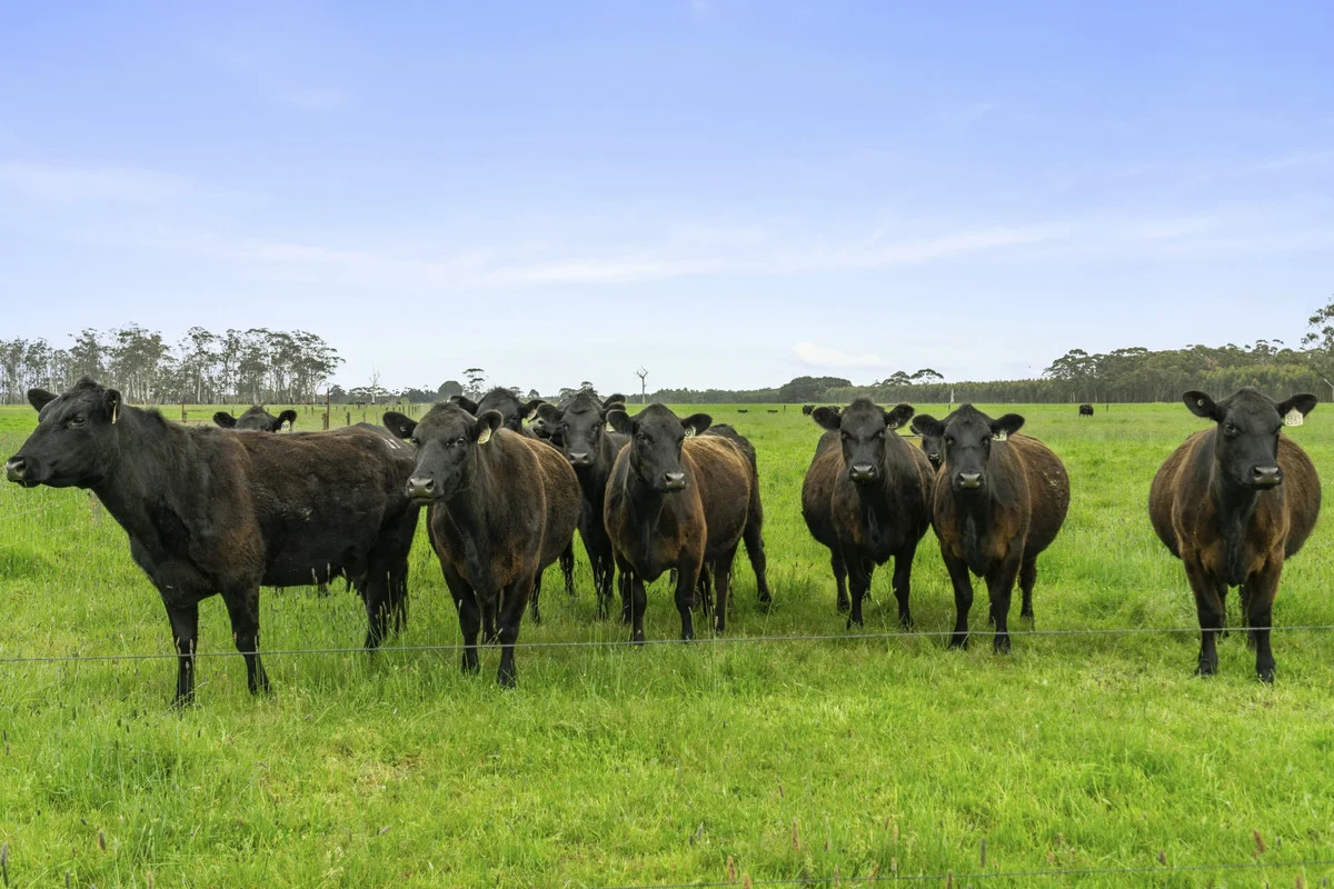 Additional image 24 of 101 Jancourt Forest Road, Carpendeit VIC 3260