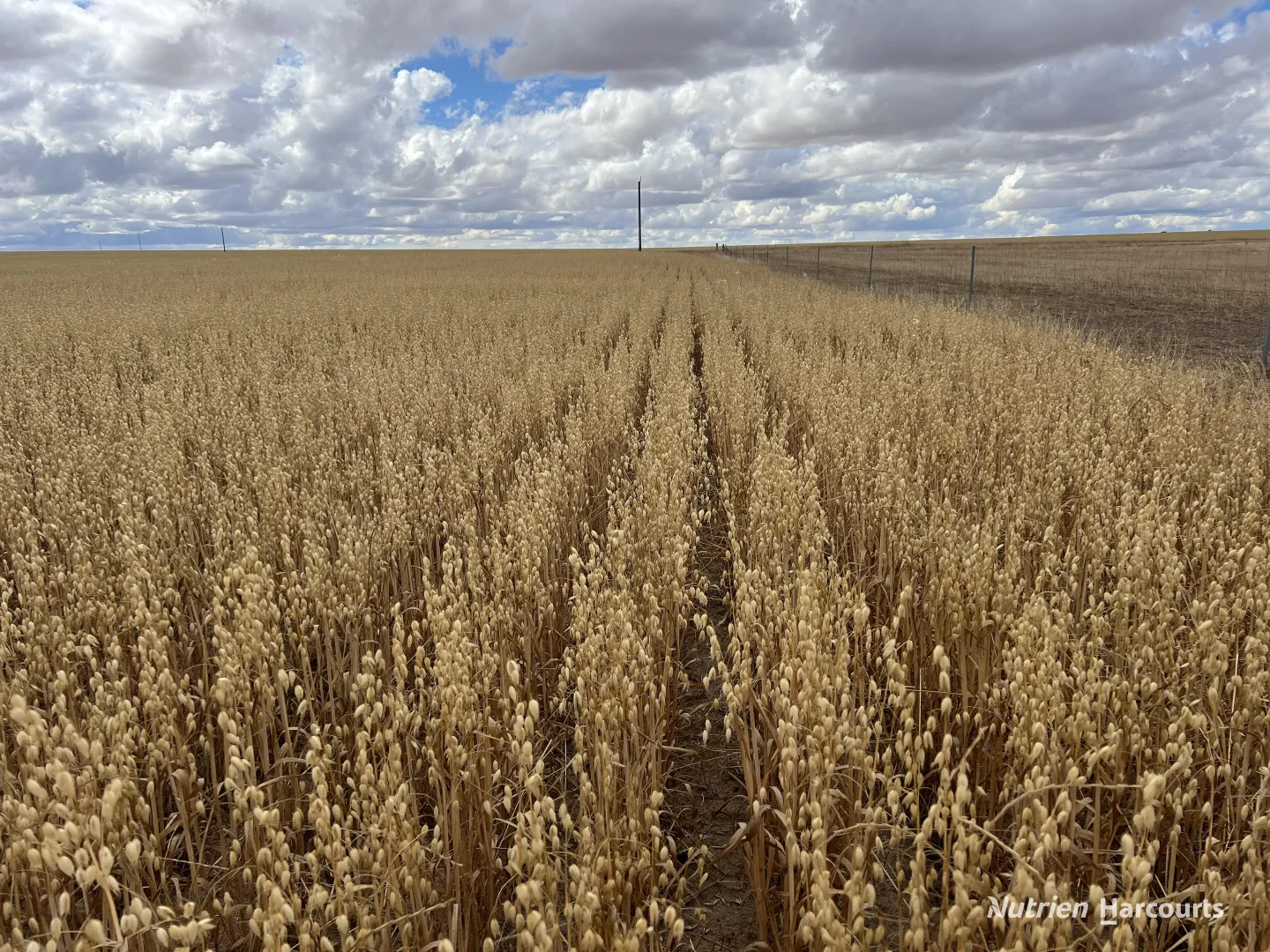 Additional image 7 of . Waitavalo Farms, Narembeen WA 6369