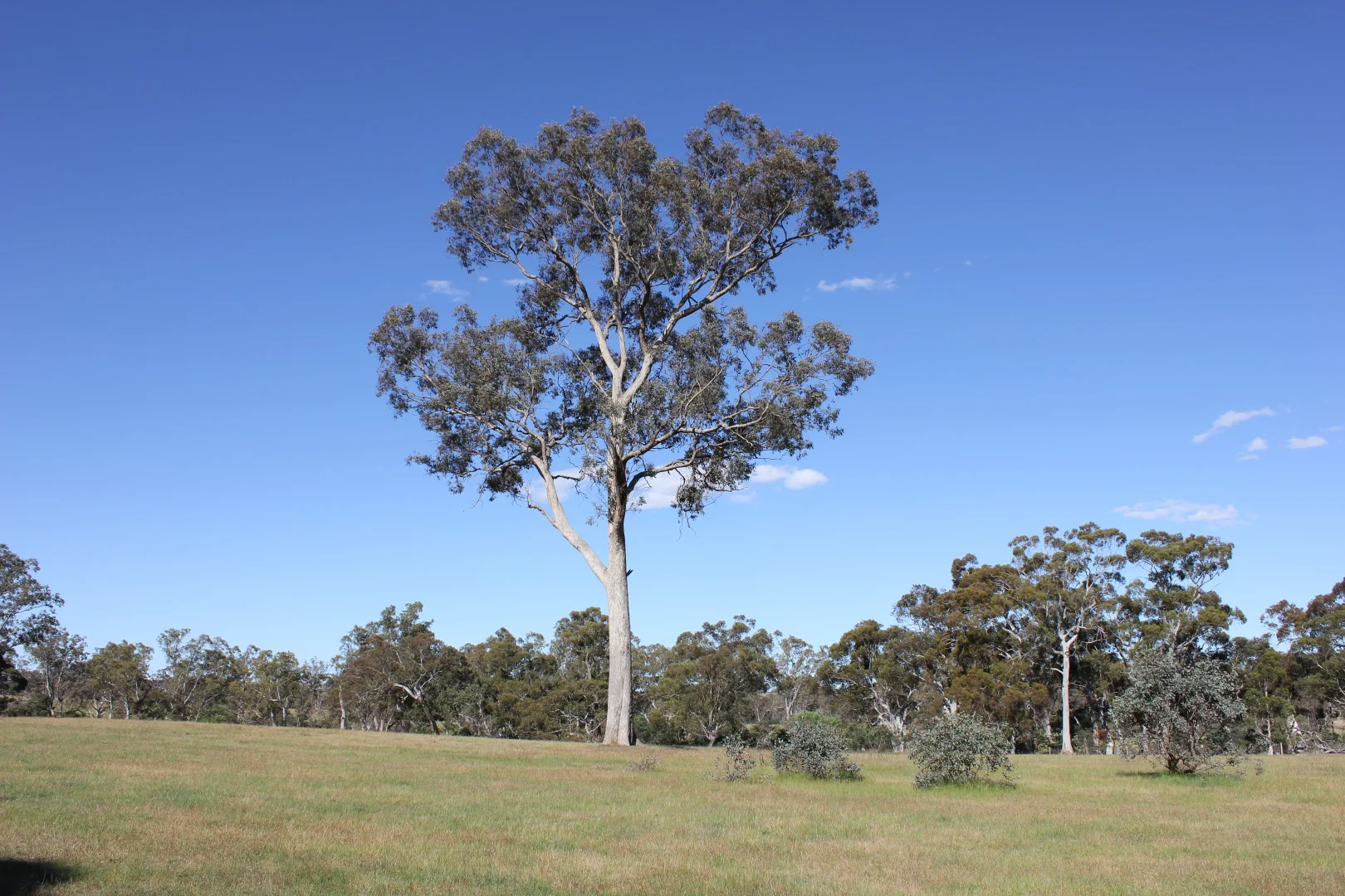 Additional image 16 of Lot 46 & 47 Pollards Road, Elphinstone VIC 3448