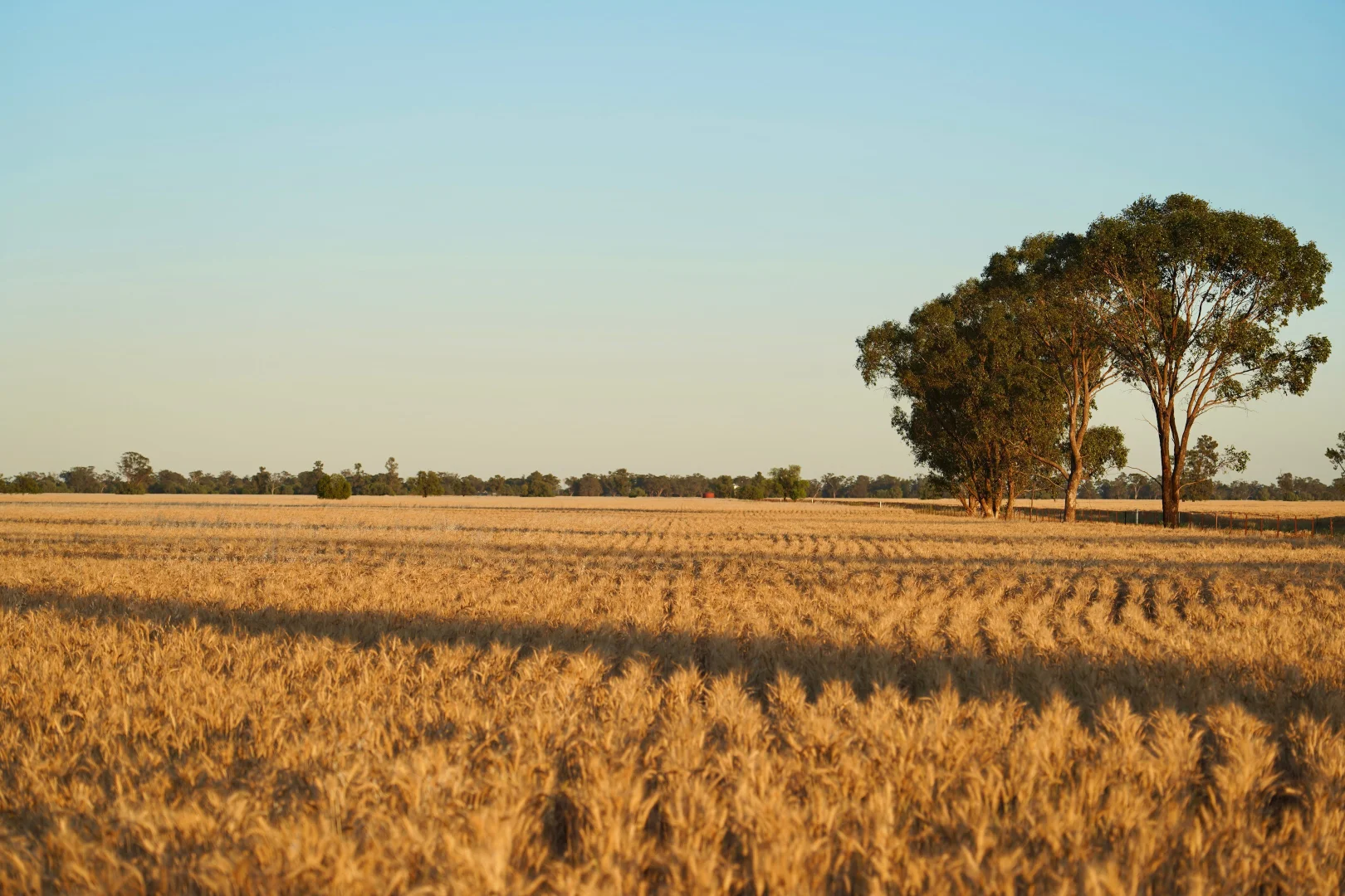 Additional image 35 of Buddabadah NSW 2825
