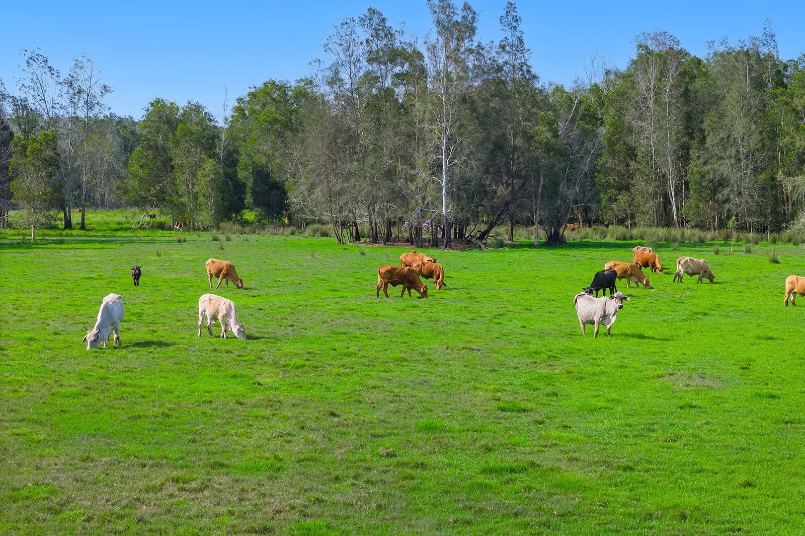 1/437 Seale Road, Belmore River NSW 2440