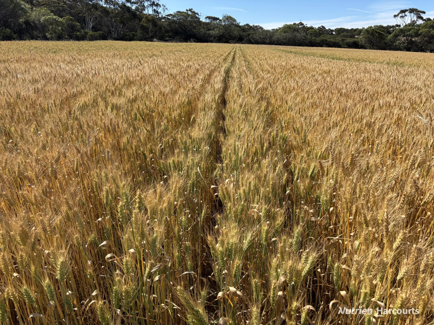 Additional image 21 of . 'Forrestine Farm', Cunderdin WA 6407