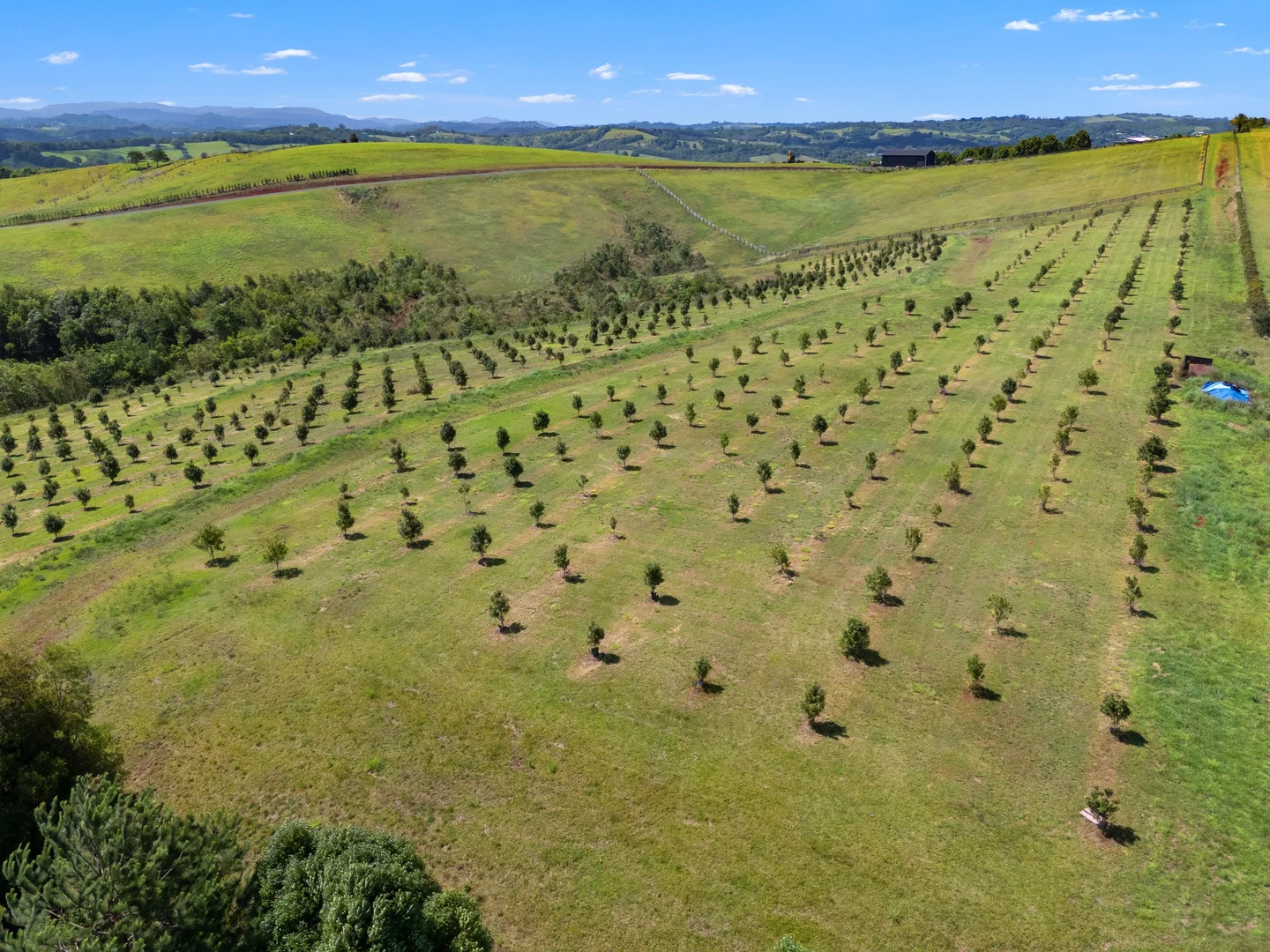 Additional image 21 of 1141 Friday Hut Road, Binna Burra NSW 2479