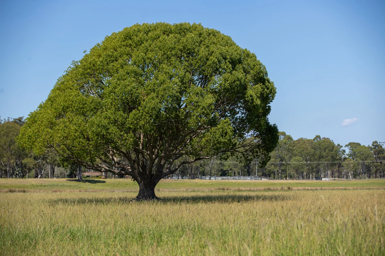 Additional image 29 of 79, 81 & 249 Elliots Road, Nabiac NSW 2312