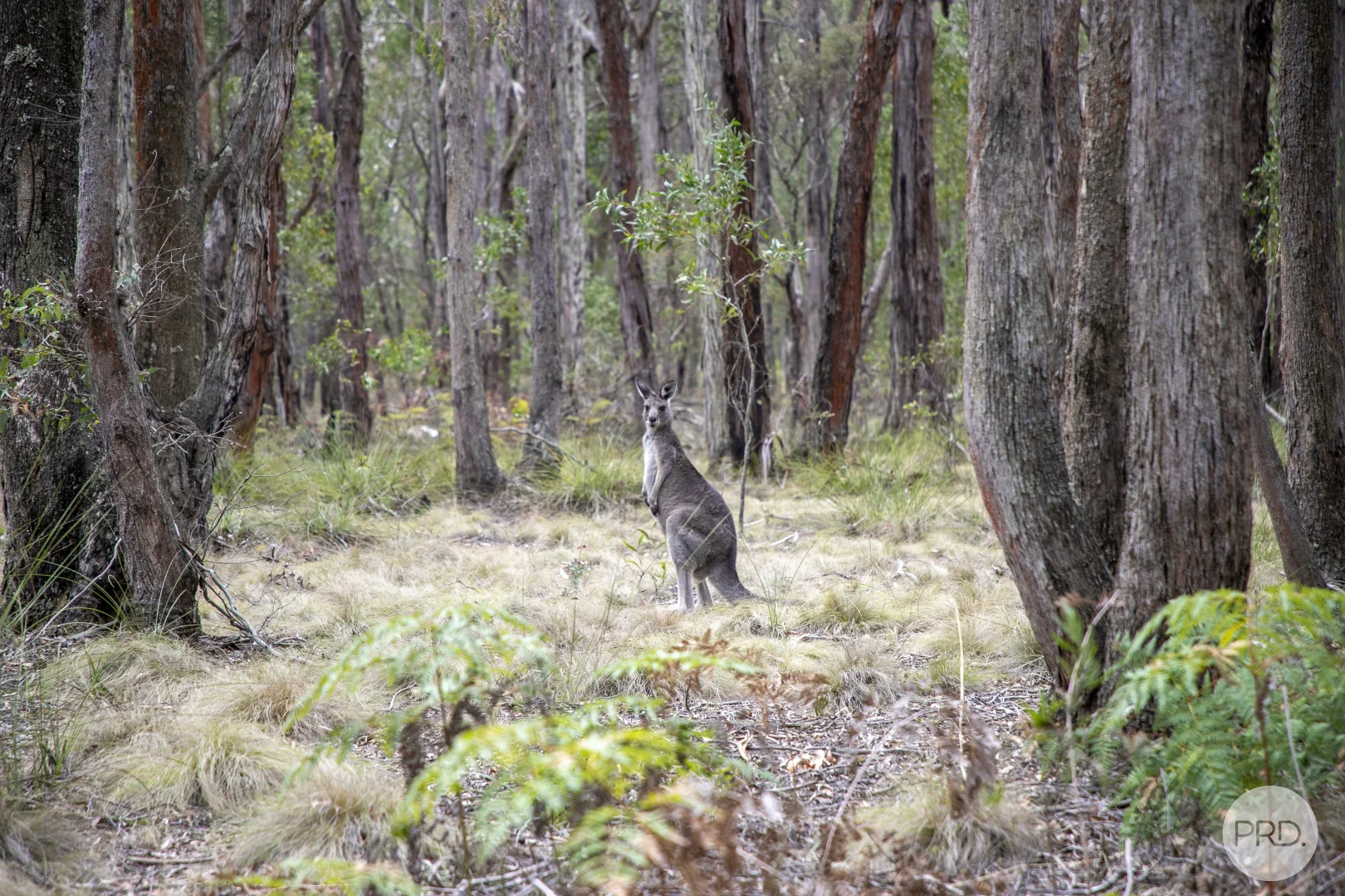 Additional image 11 of Lot 19 Boden Court, Ross Creek VIC 3351