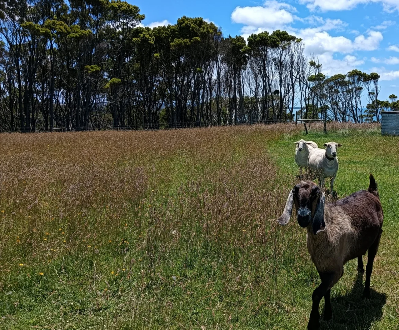 Additional image 25 of 23 Skyline Drive, Naracoopa TAS 7256