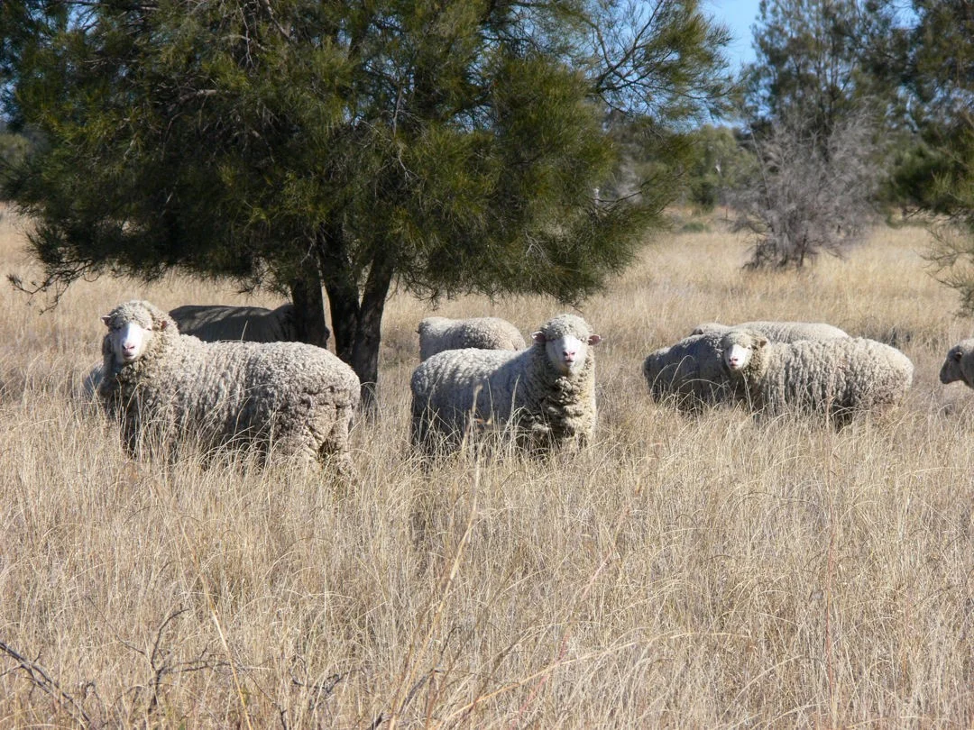 Additional image 4 of "FOREST VALE", Gurley NSW 2398