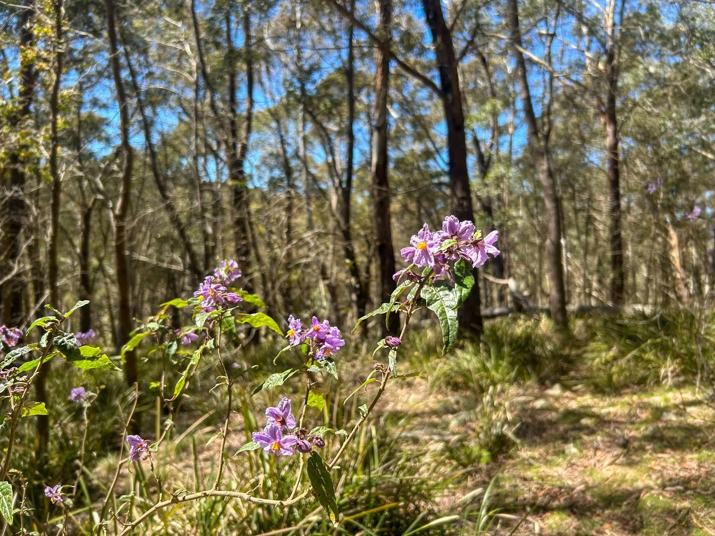 Additional image 4 of 153 Blue Bush Road, Wyanbene NSW 2622