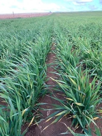 Additional image 10 of 2944 OTC Road, Wandana SA 5690