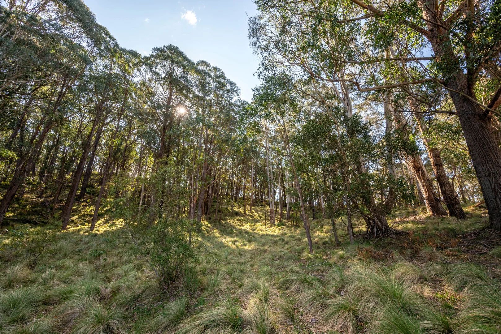 Additional image 10 of 153 Blue Bush Road, Wyanbene NSW 2622