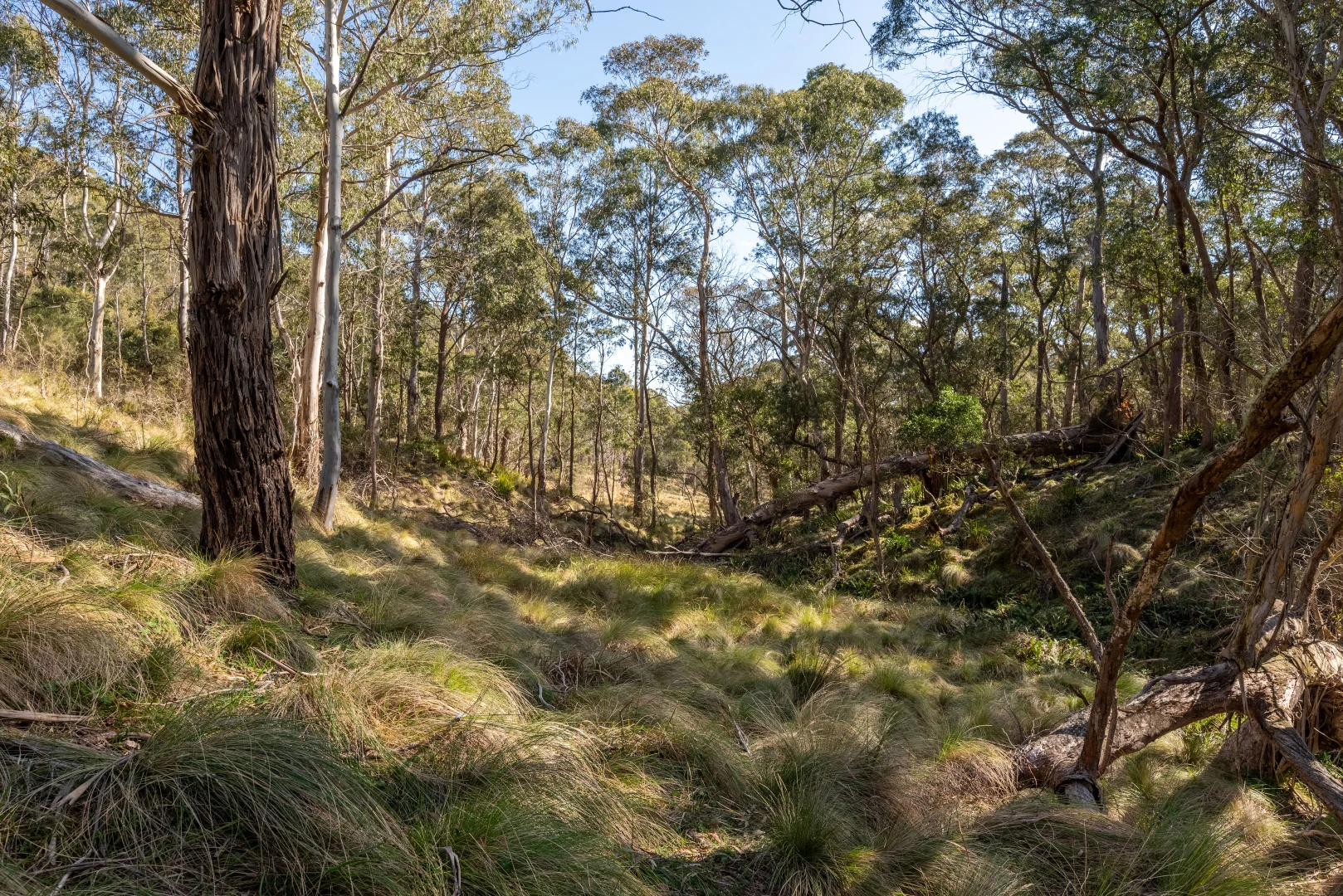 Additional image 29 of 153 Blue Bush Road, Wyanbene NSW 2622