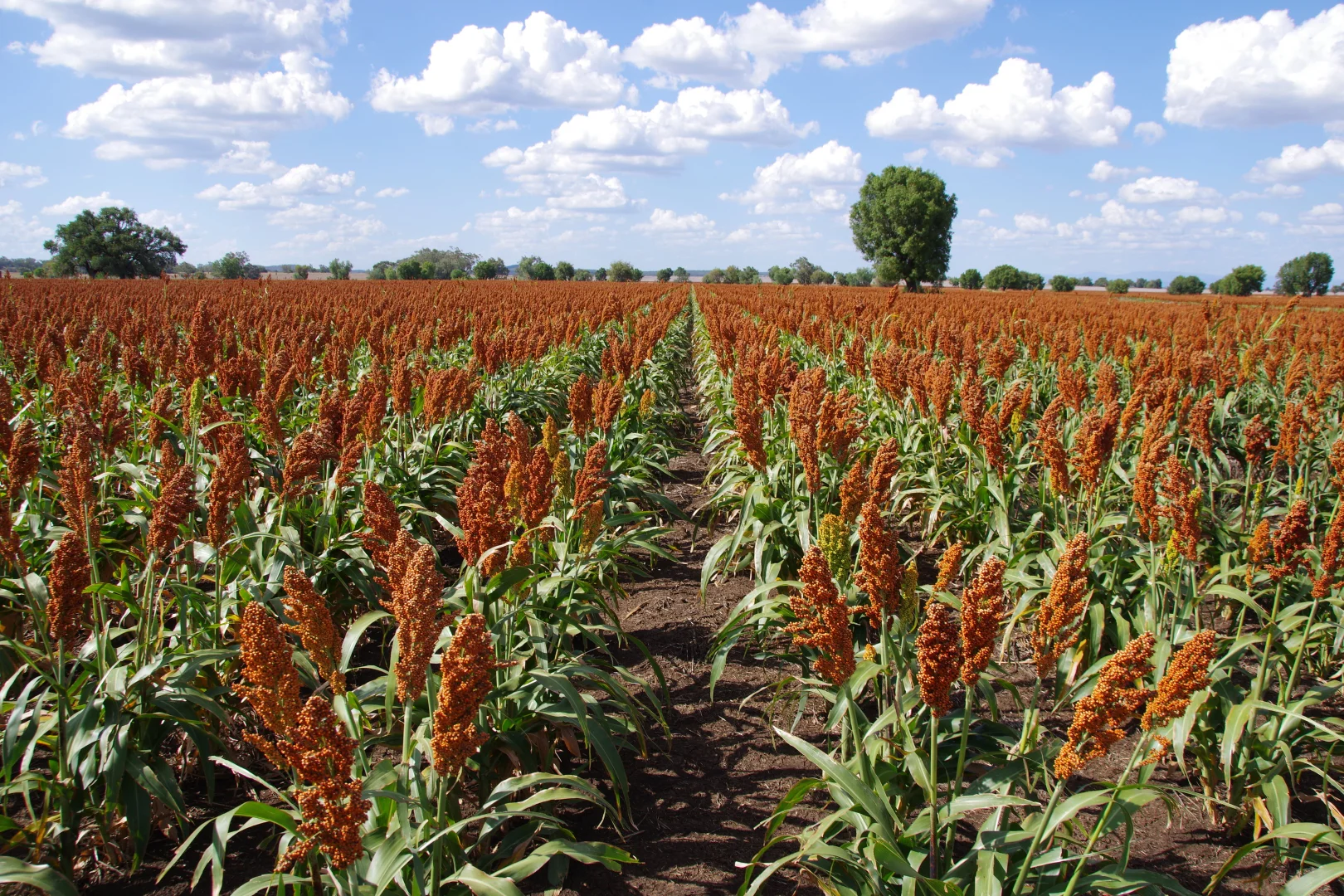 Additional image 48 of 1676 Willala Road, Boggabri NSW 2382