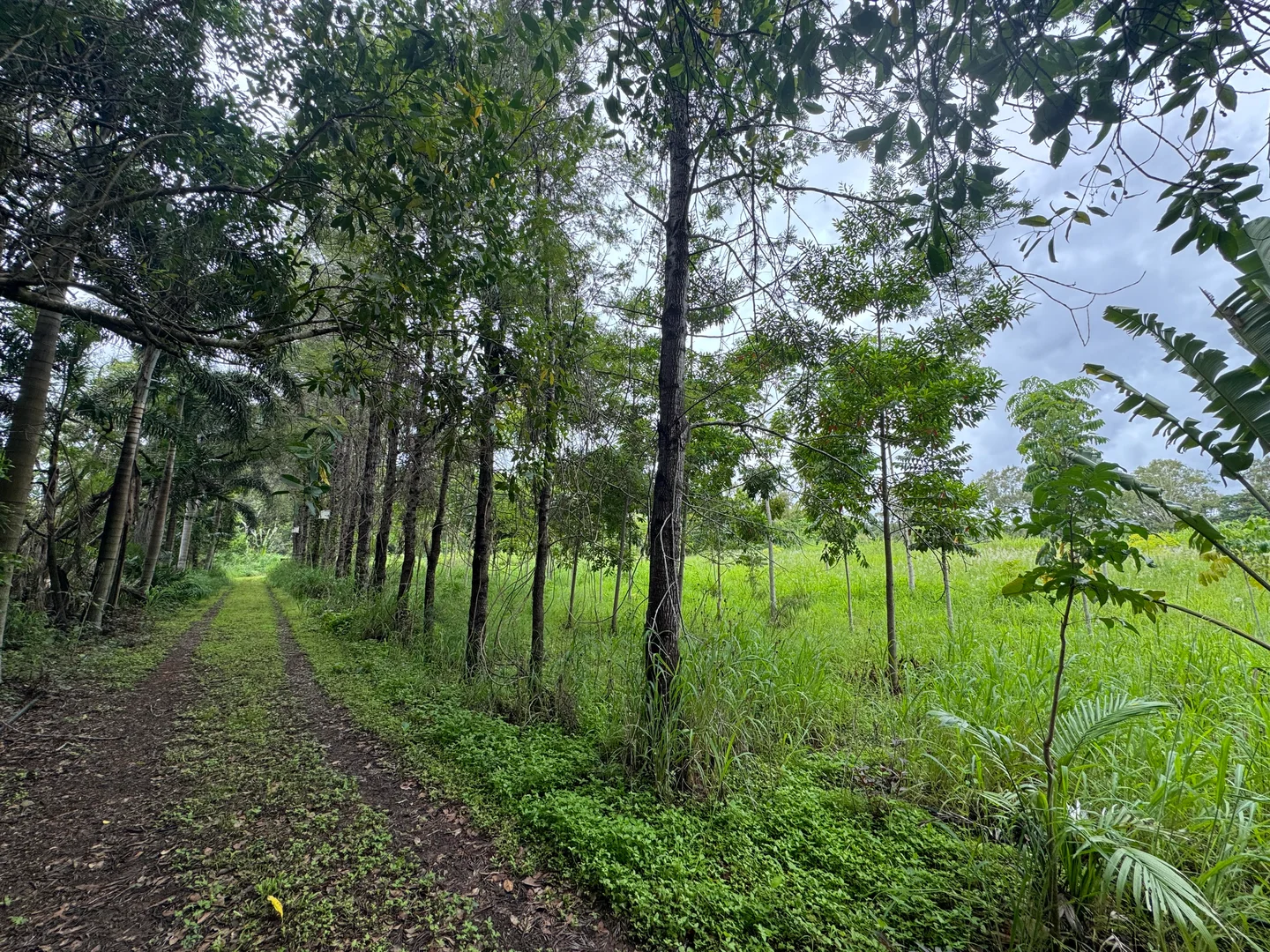 Additional image 14 of 25 Flaggy Rock Road, Clairview QLD 4741