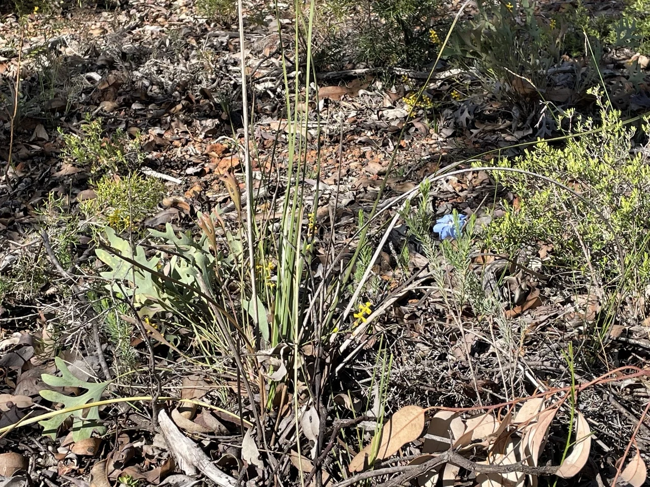 Additional image 15 of 200 Gumley Road, Bakers Hill WA 6562