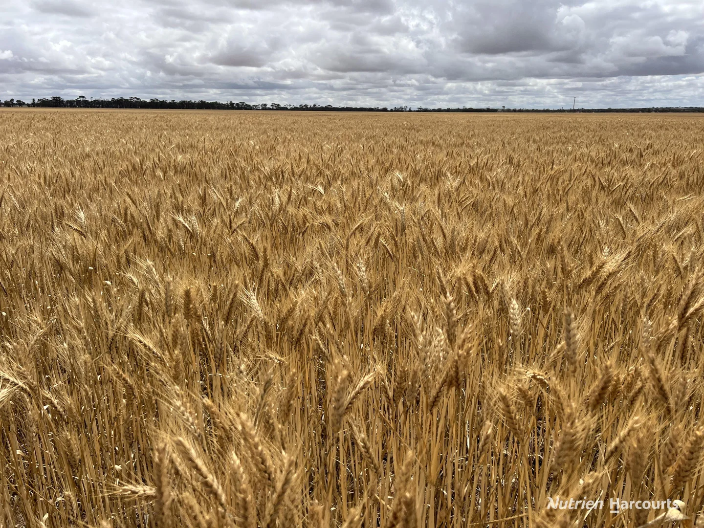 Additional image 22 of . Waitavalo Farms, Narembeen WA 6369