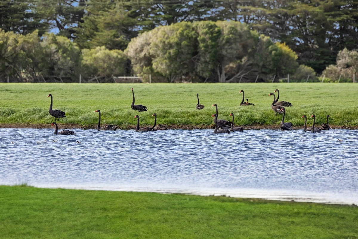 Additional image 6 of 1220 Blackgate Road, Freshwater Creek VIC 3217