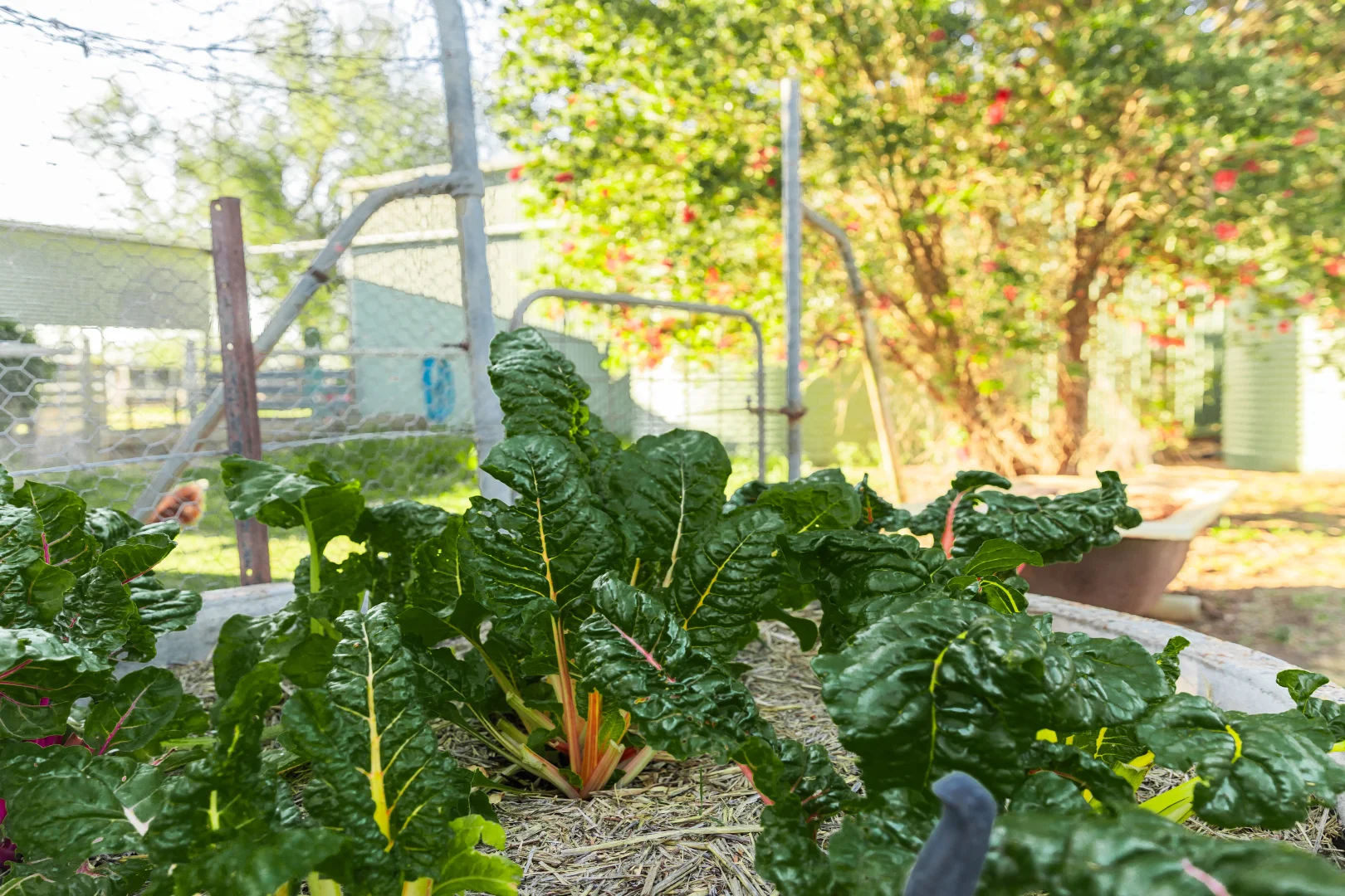 Additional image 42 of "Runnymeade" 80 Blairmore Lane, Aberdeen NSW 2336