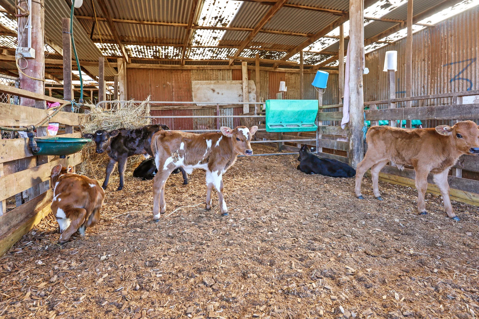 Additional image 24 of 140 Savins Road, Condah VIC 3303