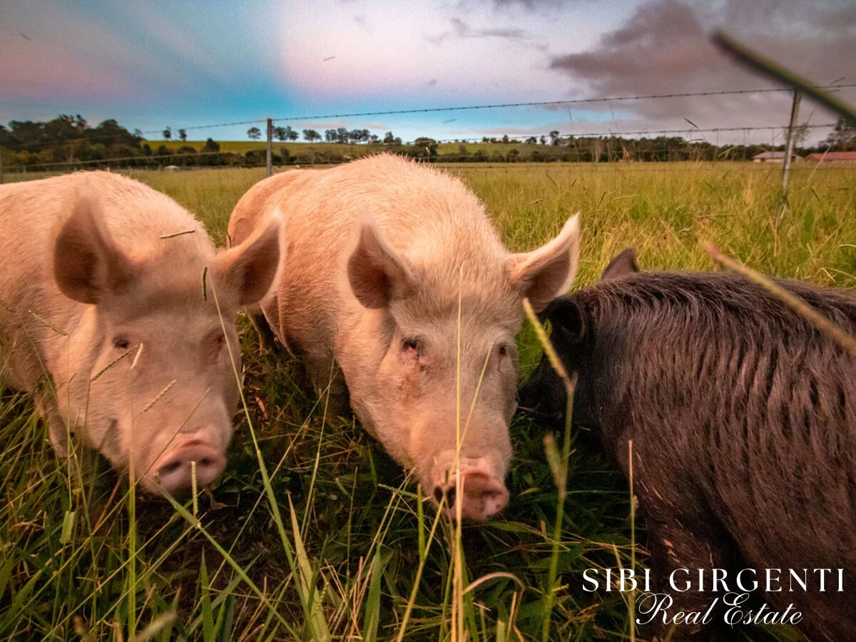 Additional image 32 of 238 Hemmings Lane, Upper Barron QLD 4883