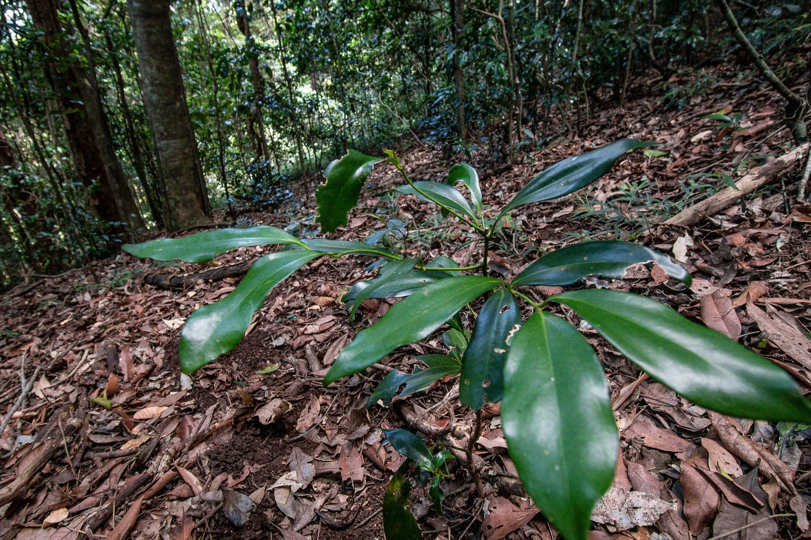 Additional image 9 of 156 Freds Road, Mount Pleasant QLD 4521