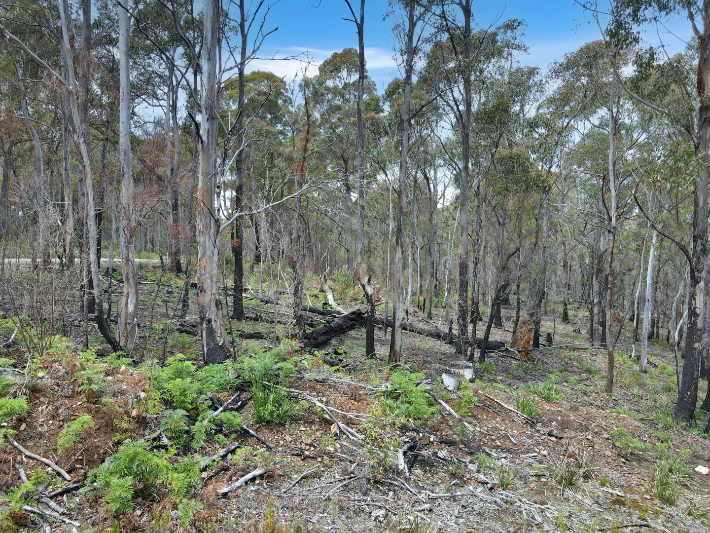 Additional image 8 of 123 German Town, St Marys TAS 7215