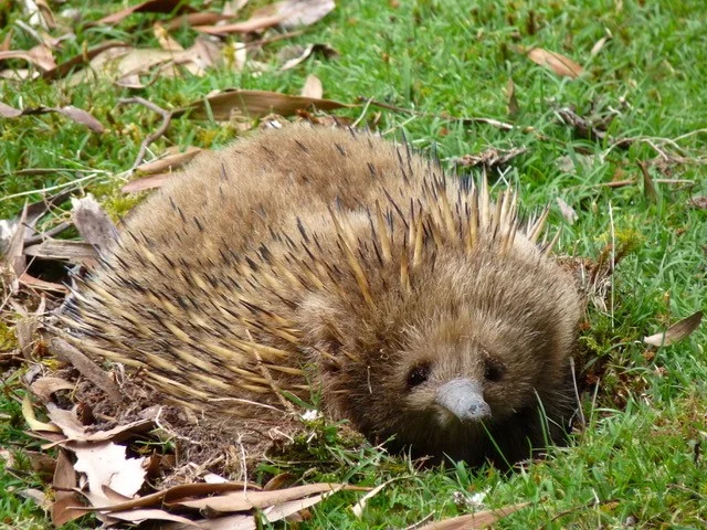 Additional image 8 of Lot 2 Lookout Road, Port Arthur TAS 7182