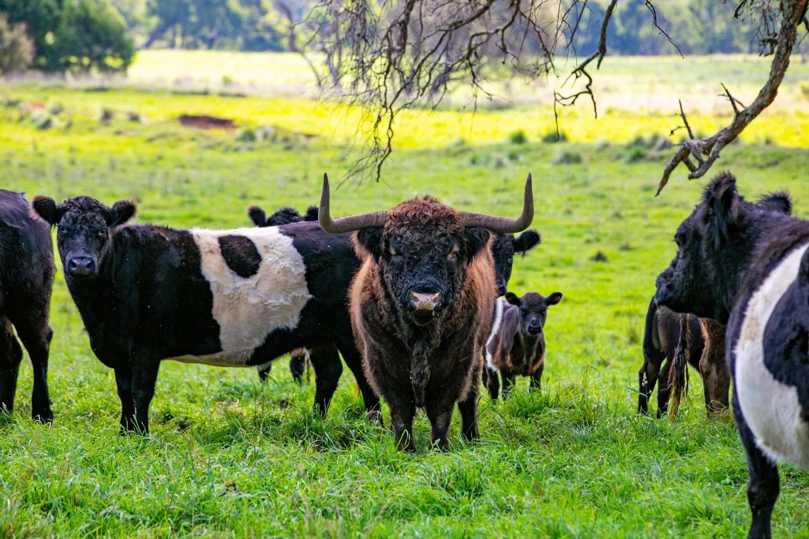 Additional image 7 of 100 Blencowes Lane, Wildes Meadow NSW 2577