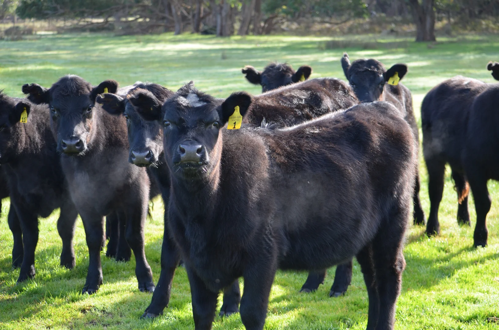 Additional image 16 of 5422 Clay Wells Road, Millicent SA 5280