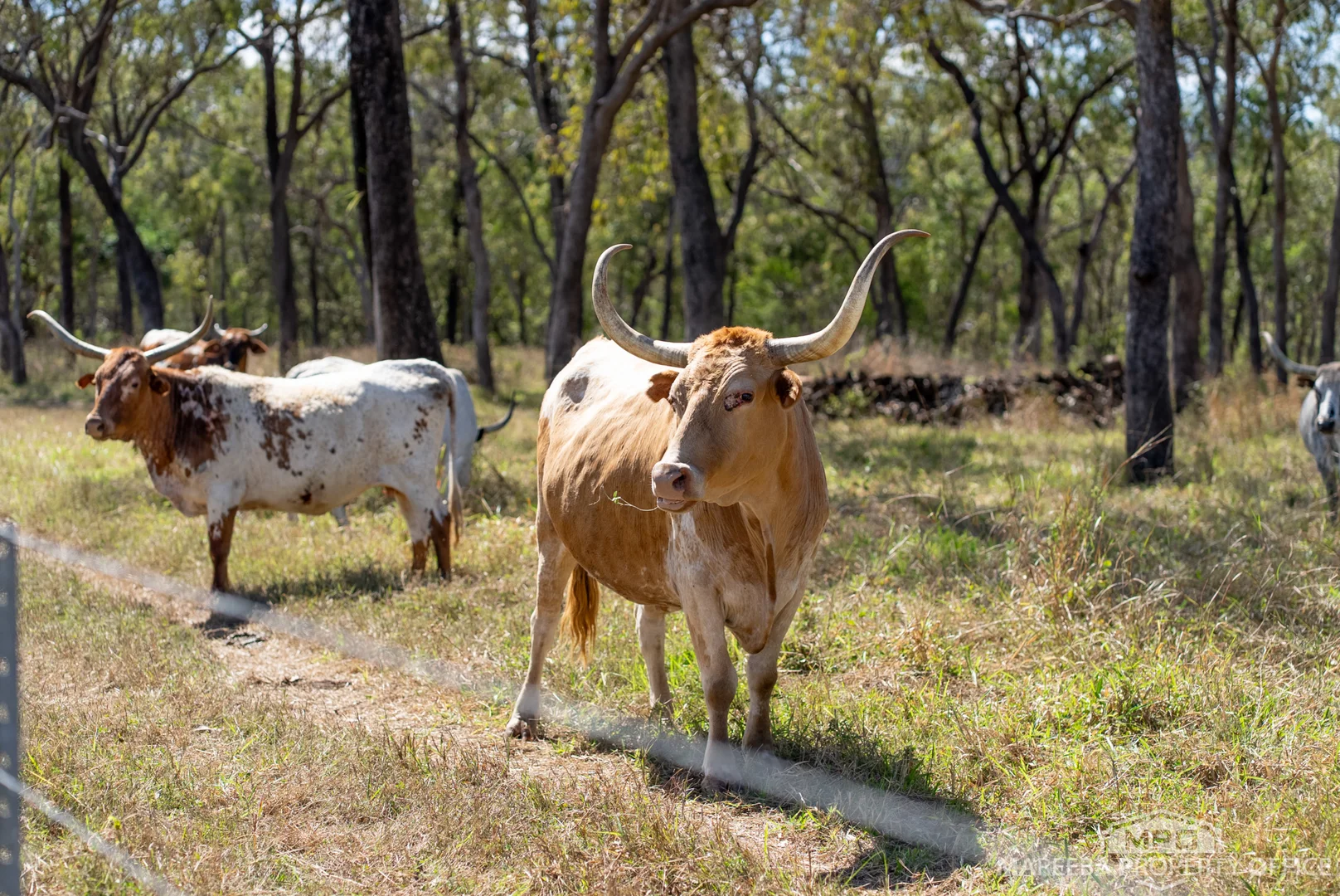Additional image 31 of 76 Davies Creek Road, Mareeba QLD 4880