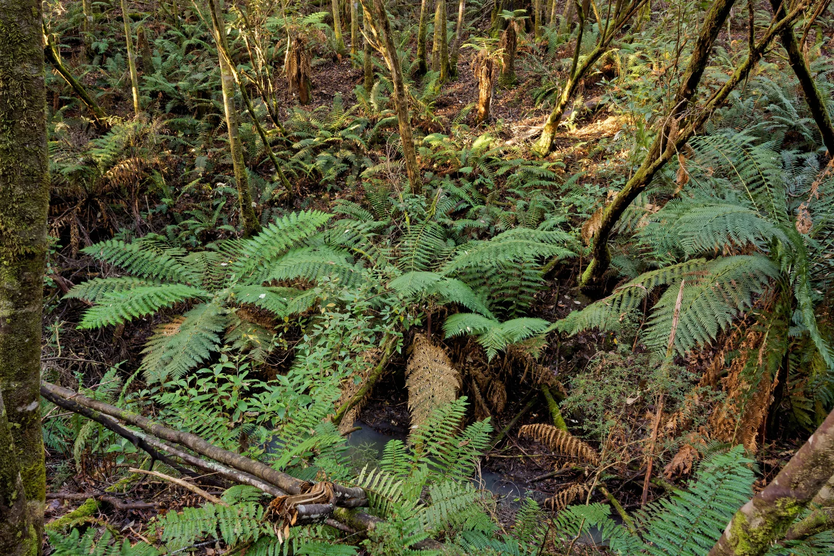 Additional image 24 of Lot 1, 660 Larcombes Road, Reedy Marsh TAS 7304