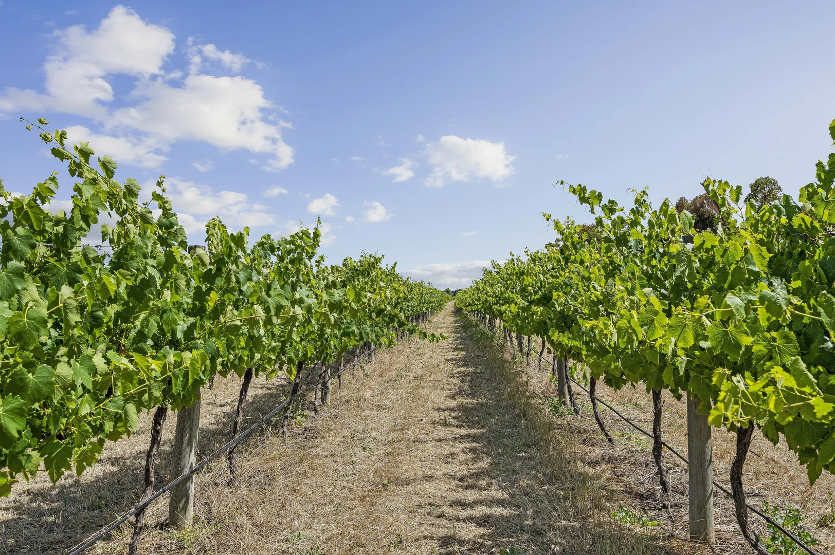 Additional image 10 of Lot 2 Plains Road, Aldinga SA 5173