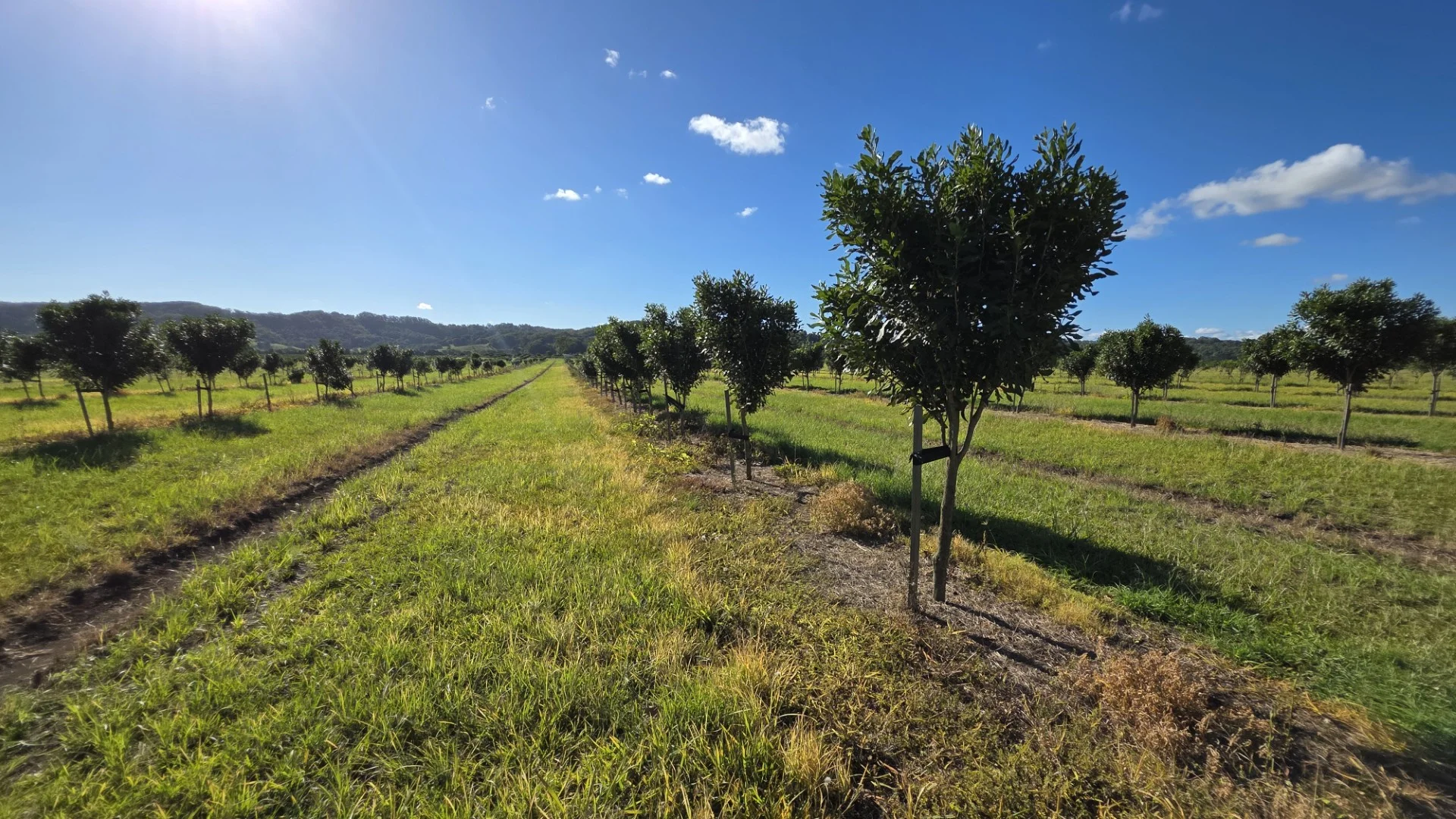 Additional image 9 of 292 Pimlico Road, Pimlico NSW 2478