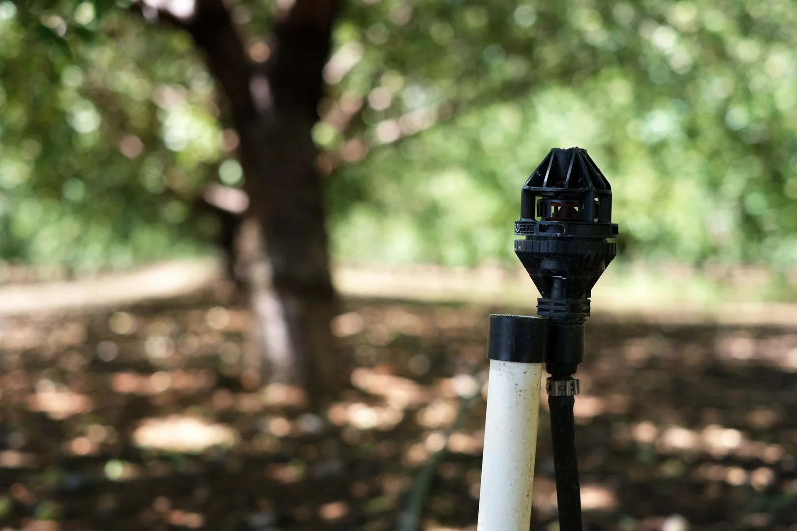 Additional image 7 of 182 Carey Street and 210 Dumosa Street, Red Cliffs VIC 3496