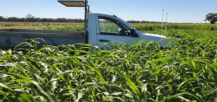 Additional image 19 of 'Kalawar' 1822 Pretty Pine Road, Morago NSW 2710