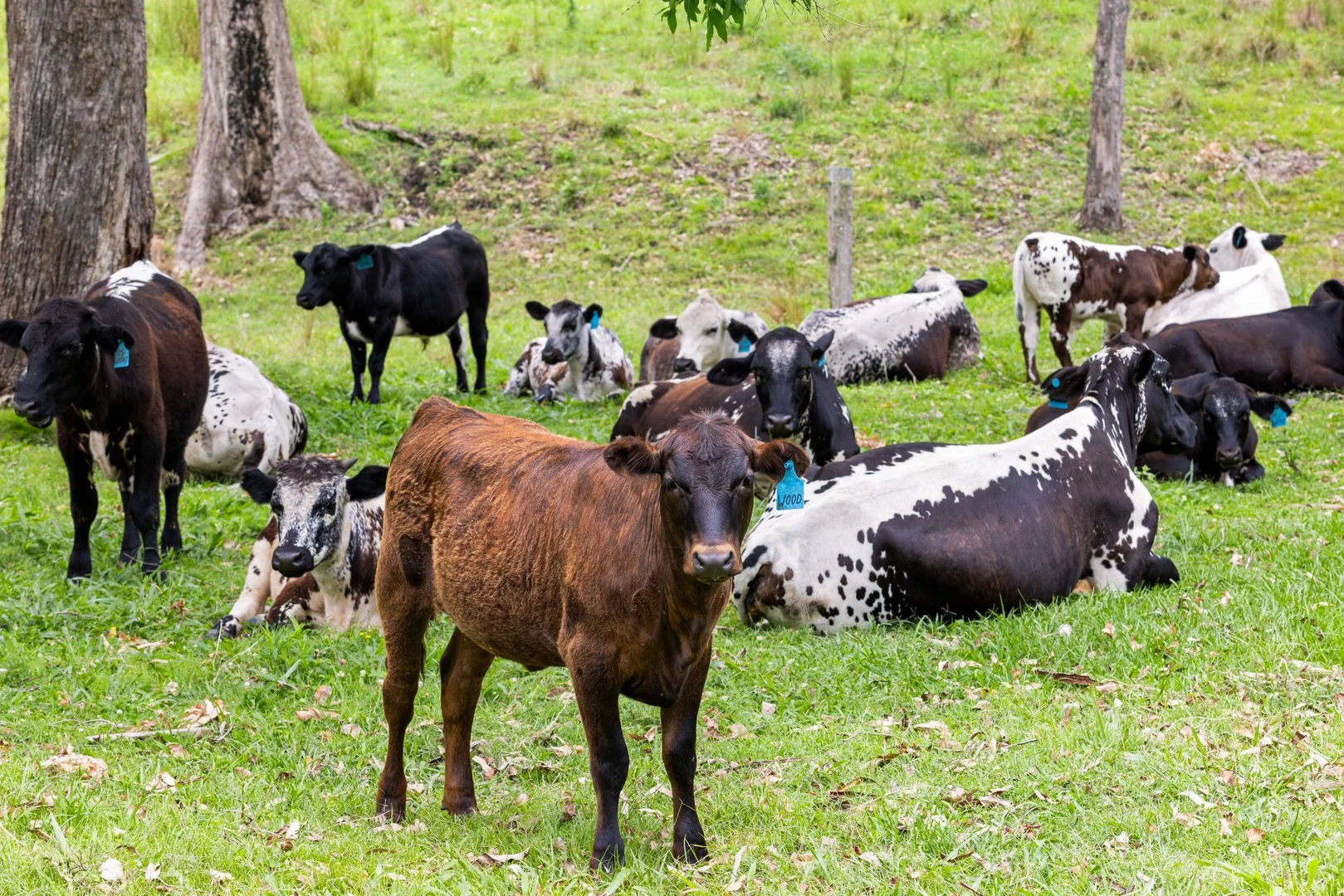Additional image 32 of 737 Smiths Creek Road, Smiths Creek, Kyogle NSW 2474