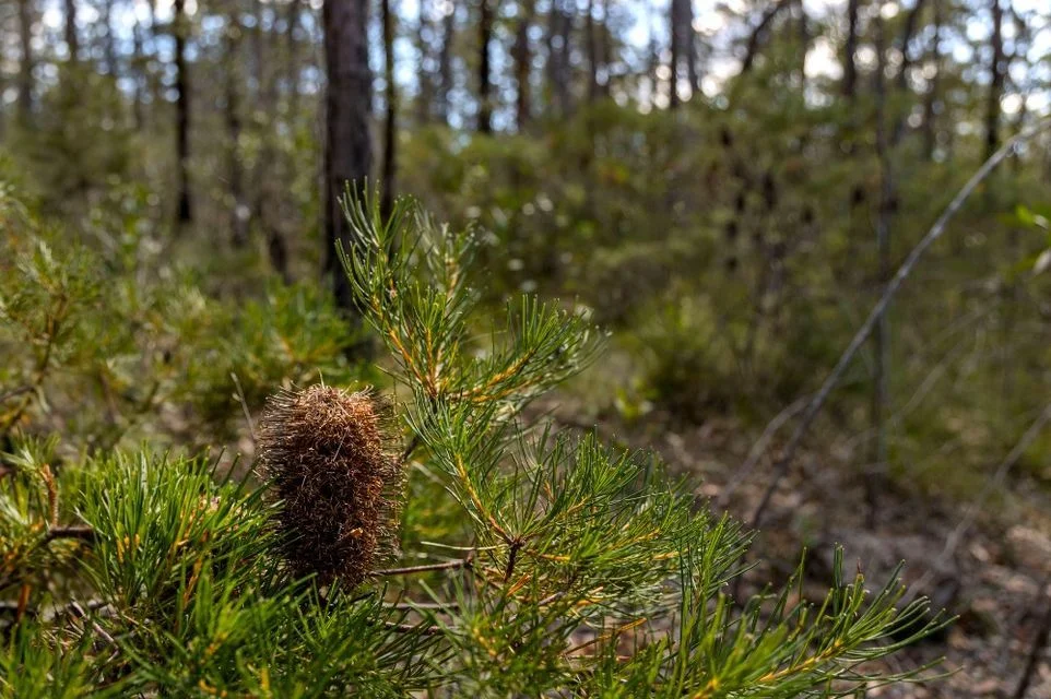 Additional image 9 of 250 Wombat Road, Lakesland NSW 2572