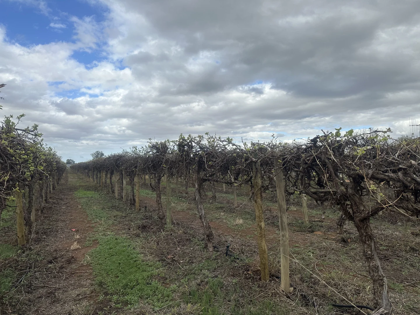 Additional image 9 of Lot 24 Tarcoola Street, Renmark West SA 5341