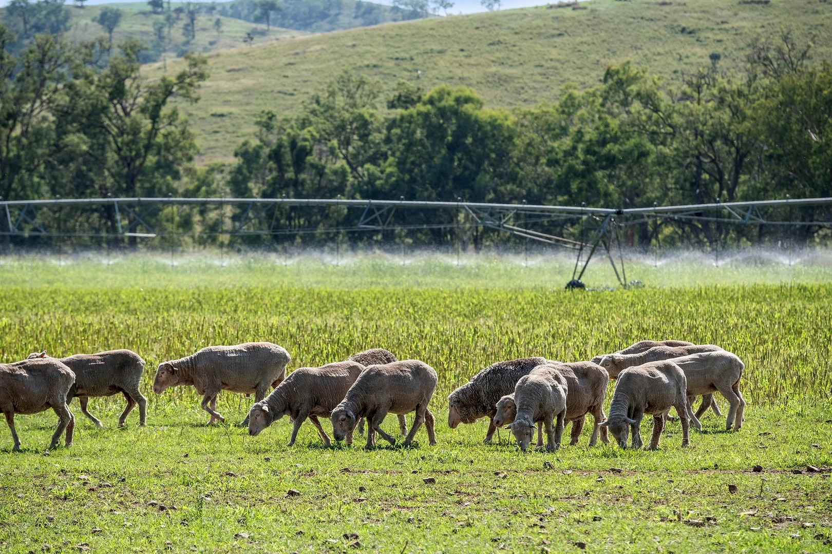 Additional image 10 of 1198 Bukkulla Road, Ashford NSW 2361