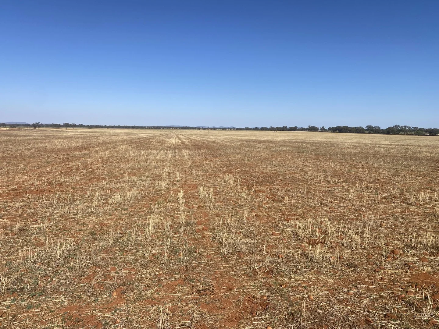 441 Imries Lane, Tullibigeal NSW 2669