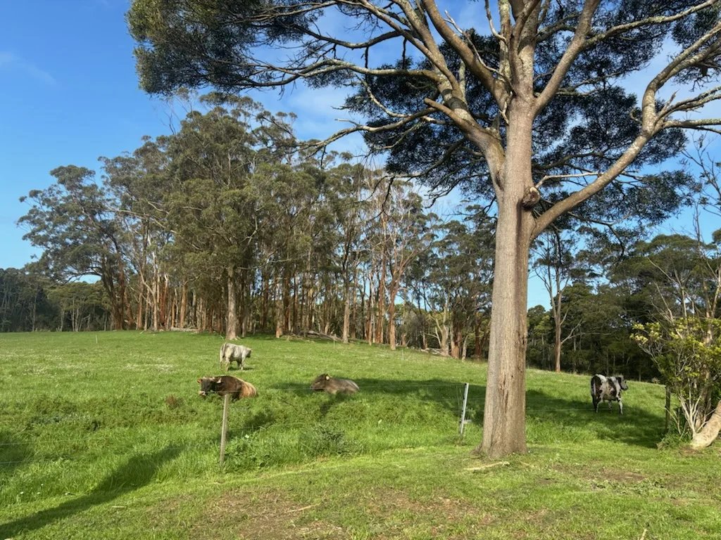 Additional image 9 of 678 Pegarah Road, Pegarah TAS 7256