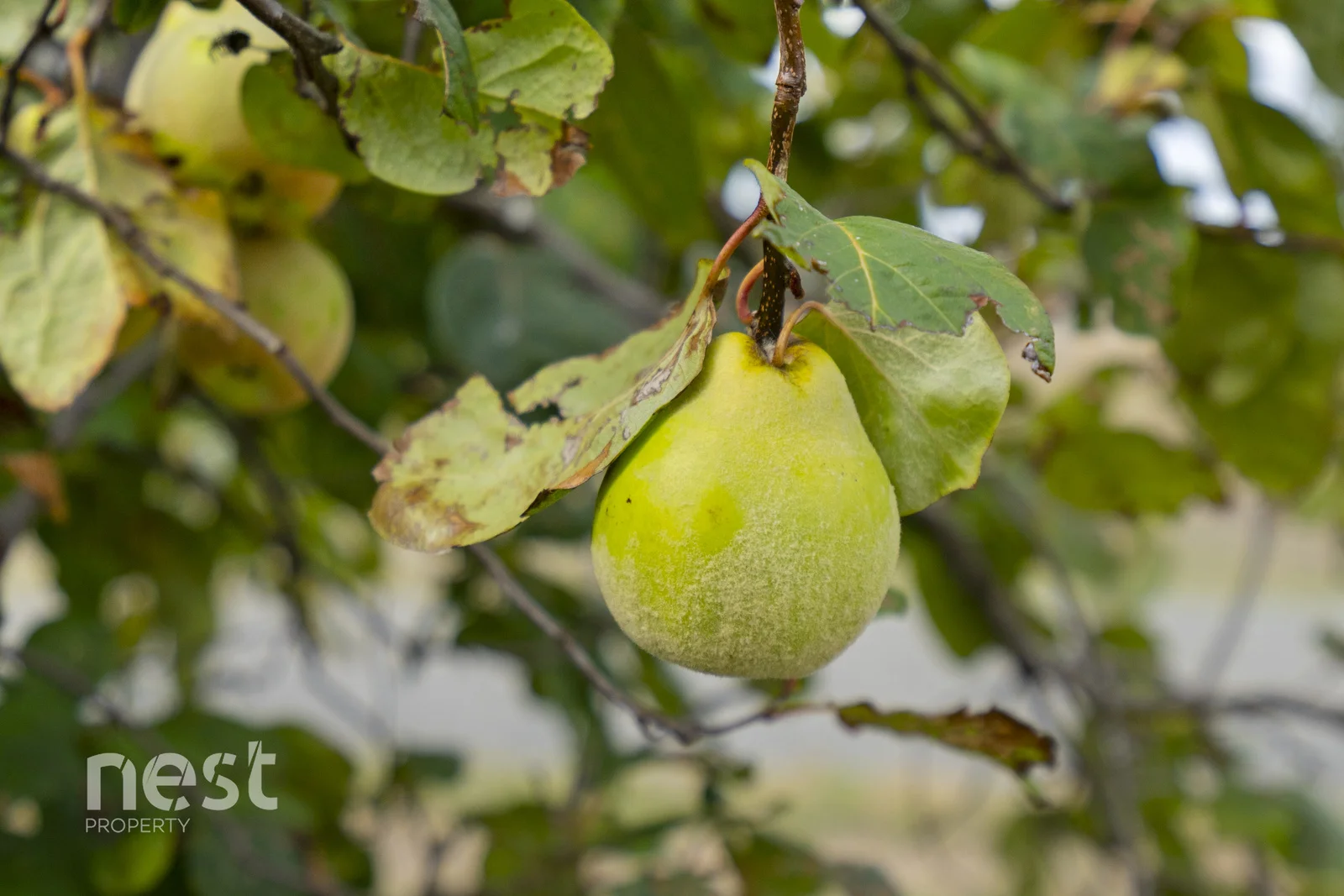 Additional image 18 of 6 Whynyates Street, Oatlands TAS 7120