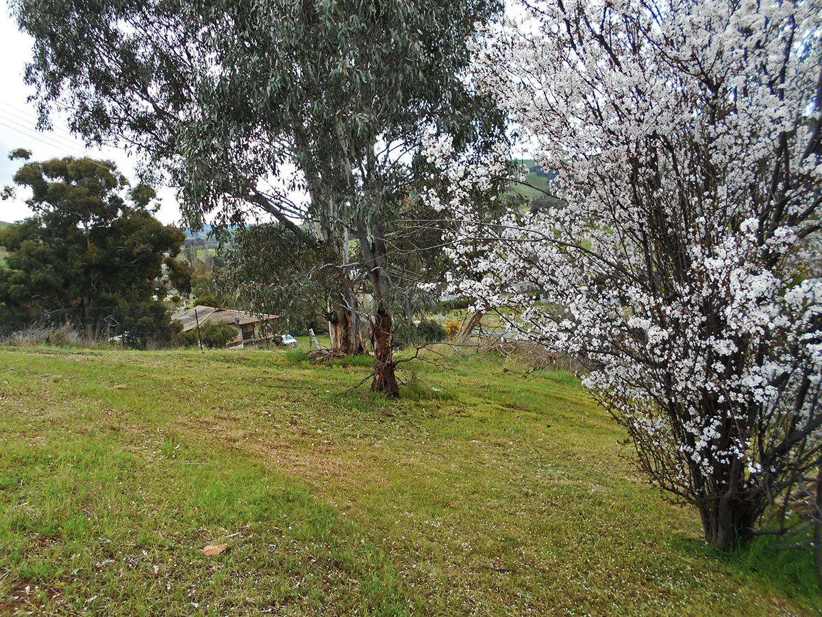 Additional image 5 of 33 Francis Ave, Gundagai NSW 2722