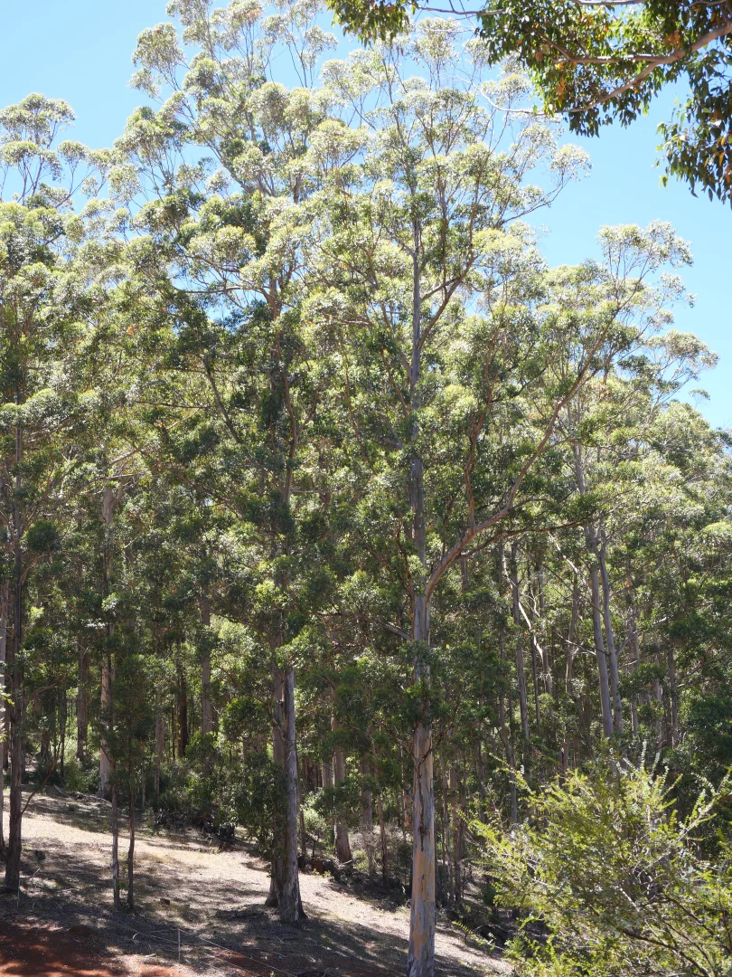 Additional image 7 of 61 Hayes Road, East Nannup WA 6275