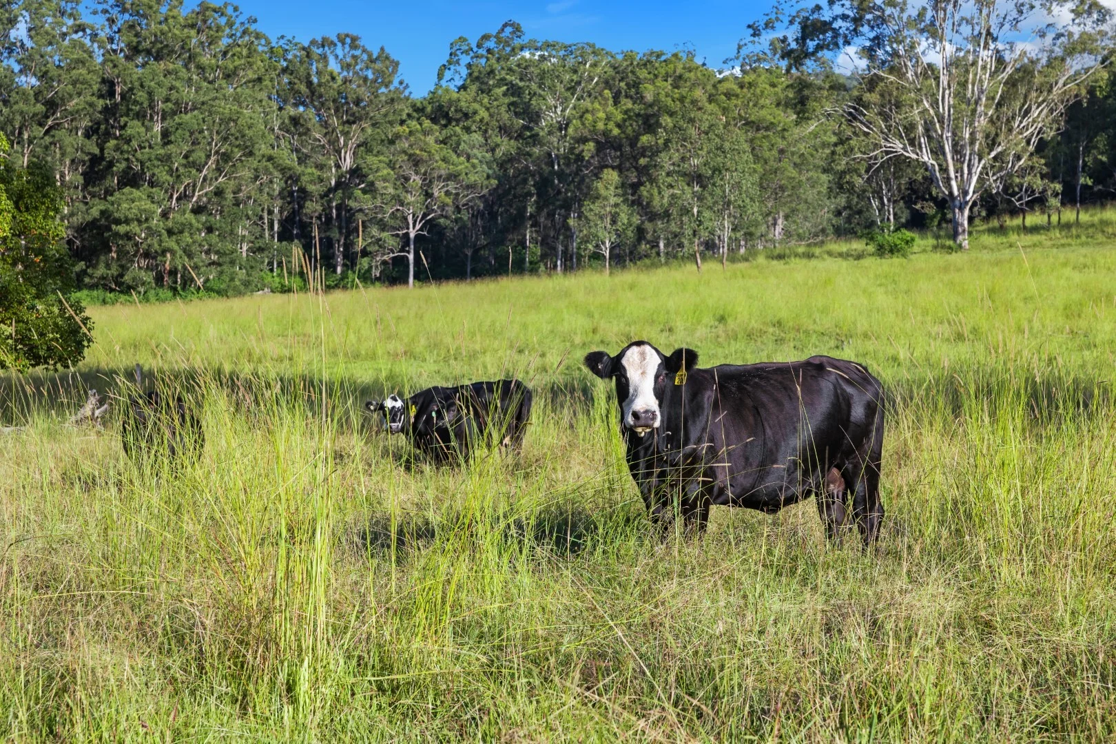 Additional image 2 of 62-69 Duck Creek Road, Bonalbo NSW 2469