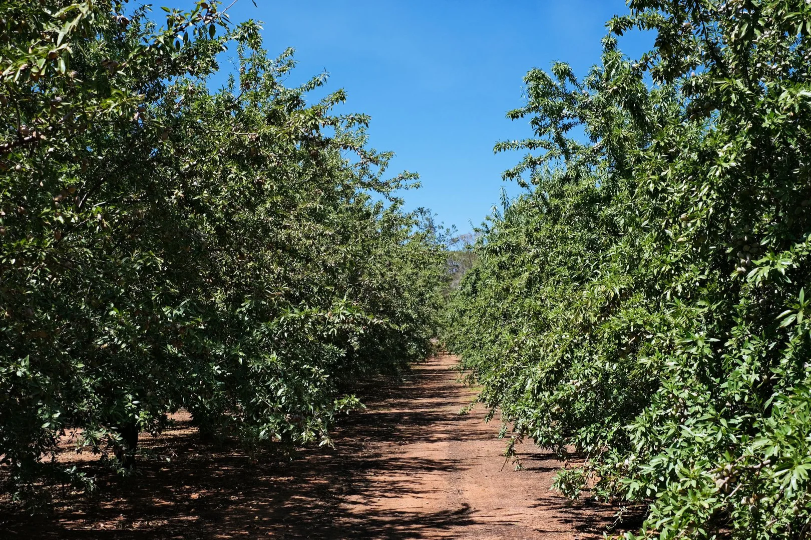 Additional image 6 of 182 Carey Street and 210 Dumosa Street, Red Cliffs VIC 3496