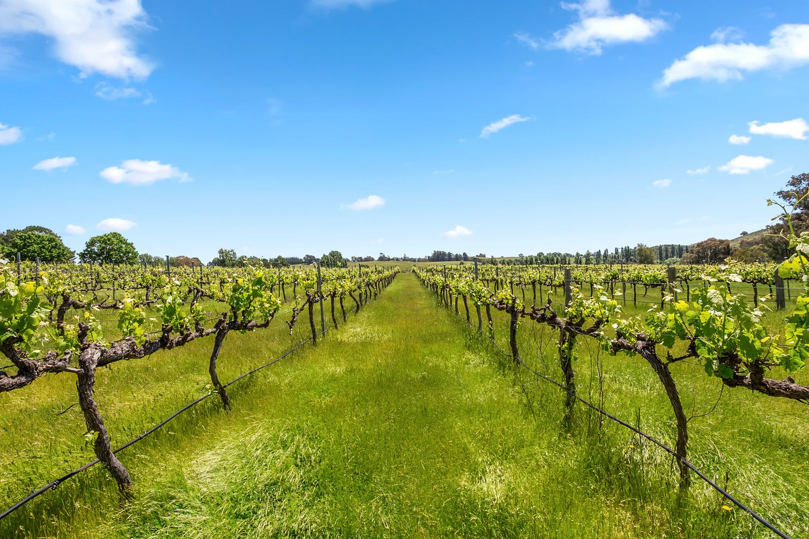 Additional image 11 of 33 BUTTS Road, Murrumbateman NSW 2582