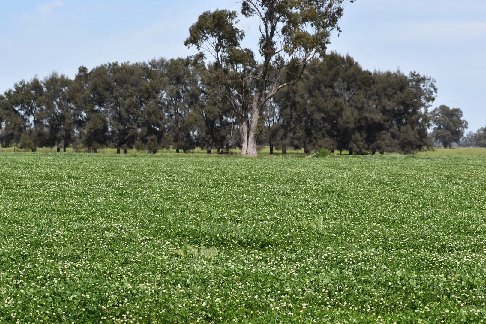 Additional image 23 of 2071 Yarrabandai Road, Bedgerabong NSW 2871