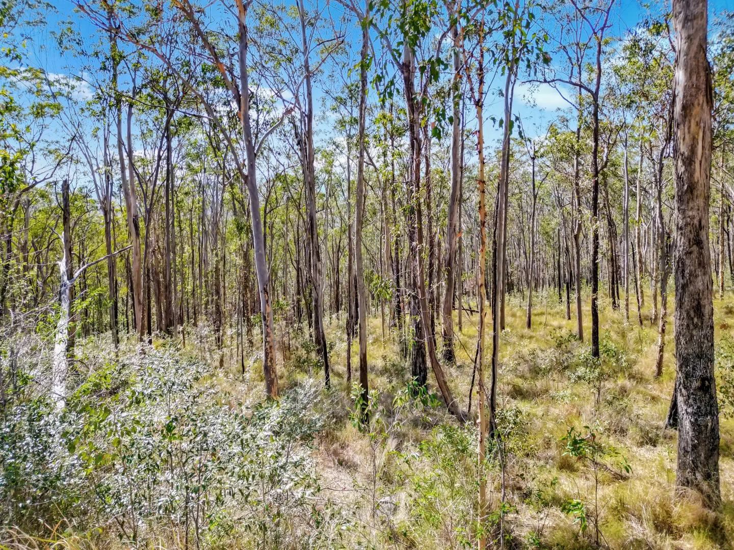 Additional image 11 of Lot 17 Ogilvie Drive, Tabulam NSW 2469