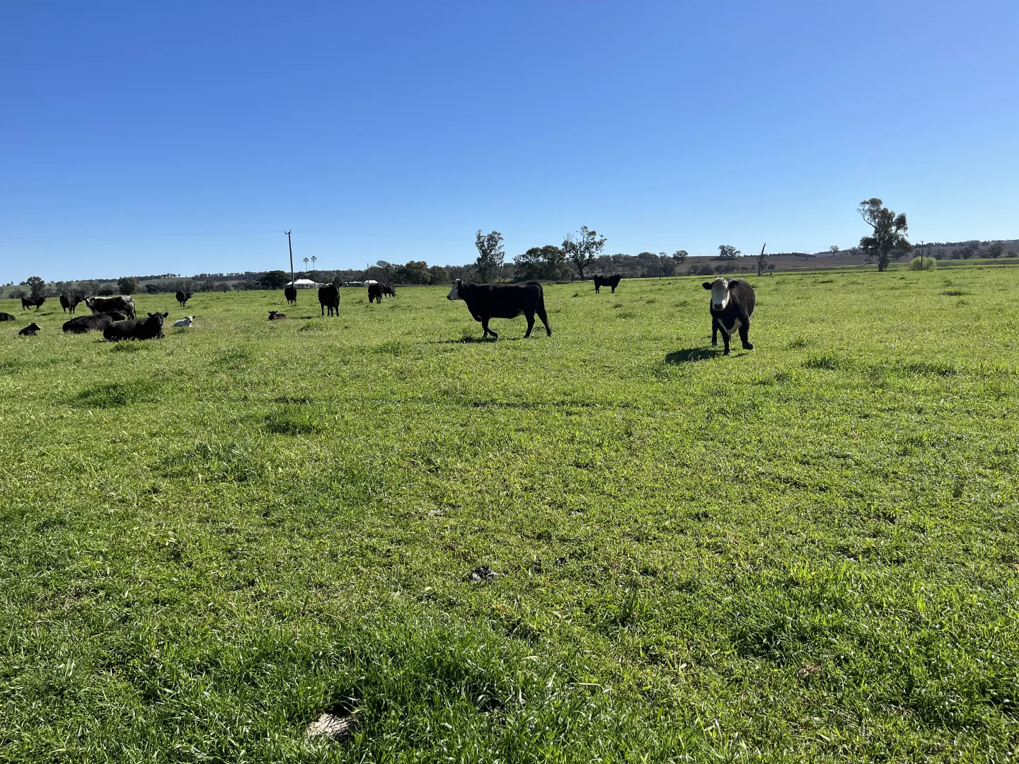 Additional image 20 of "Piambra" 714 Piambra Road, Binnaway NSW 2395